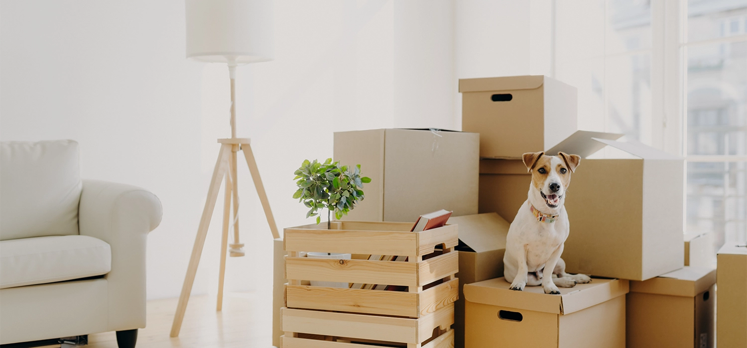 why buy a new home? - Pittis